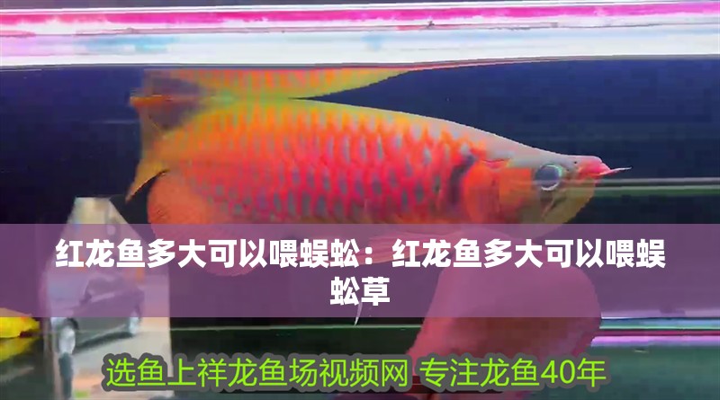 紅龍魚多大可以喂蜈蚣：紅龍魚多大可以喂蜈蚣草