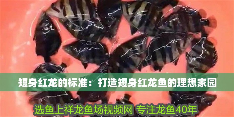 短身紅龍的標準：打造短身紅龍魚的理想家園