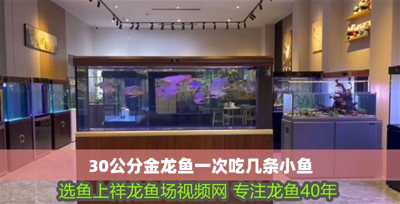 30公分金龍魚一次吃幾條小魚