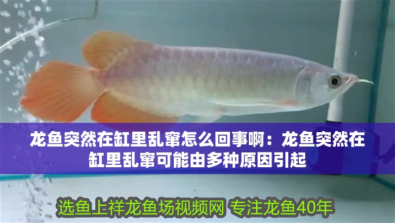龍魚突然在缸里亂竄怎么回事啊：龍魚突然在缸里亂竄可能由多種原因引起
