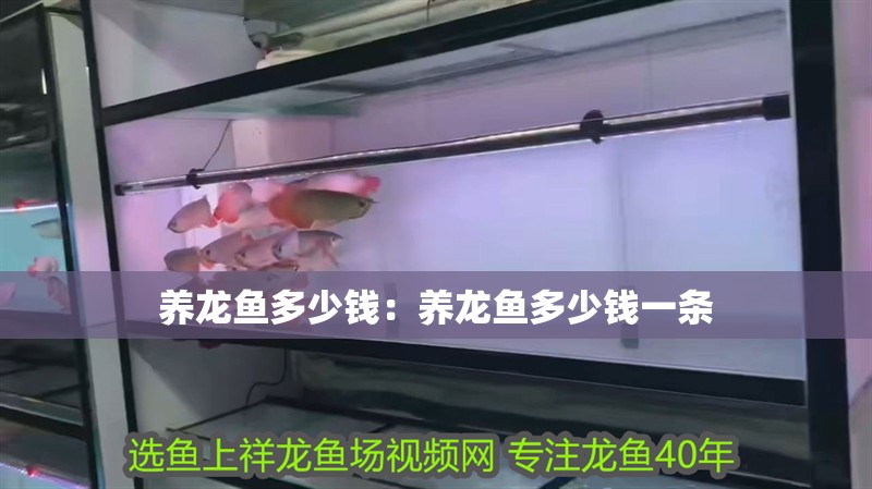 養龍魚多少錢：養龍魚多少錢一條