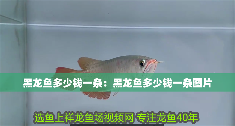黑龍魚多少錢一條：黑龍魚多少錢一條圖片
