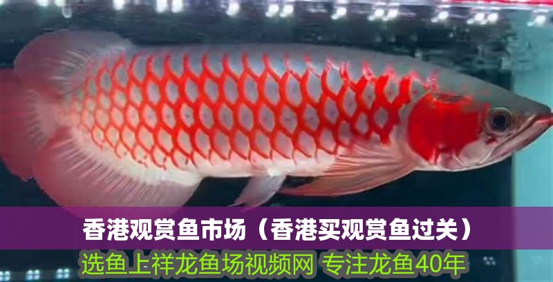 香港觀賞魚市場(chǎng)（香港買觀賞魚過關(guān)）