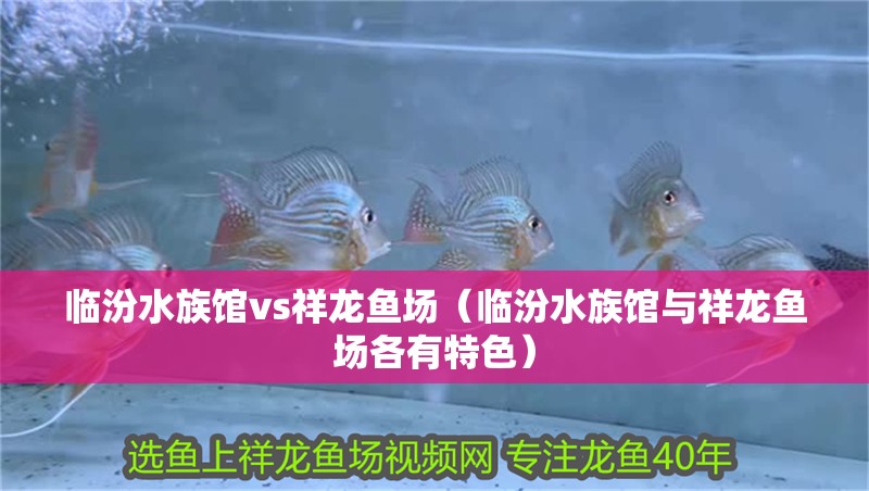 臨汾水族館vs祥龍魚(yú)場(chǎng)（臨汾水族館與祥龍魚(yú)場(chǎng)各有特色）