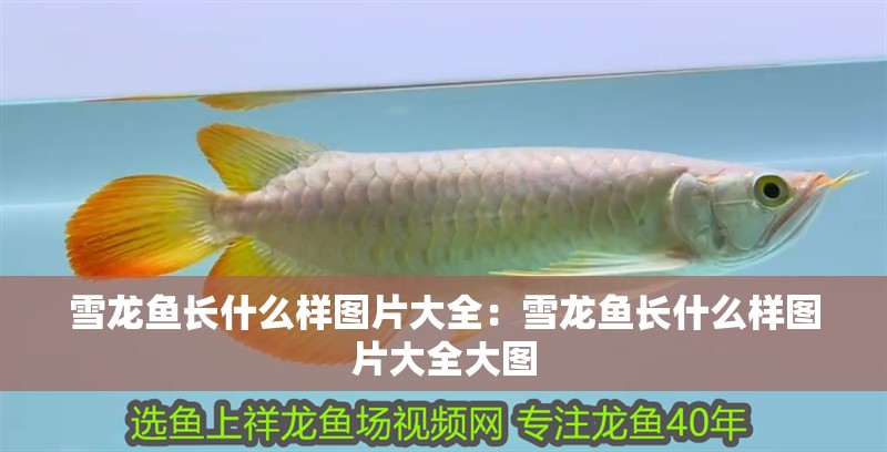 雪龍魚長什么樣圖片大全：雪龍魚長什么樣圖片大全大圖