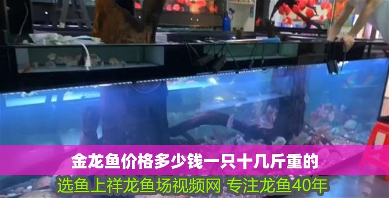 金龍魚價格多少錢一只十幾斤重的