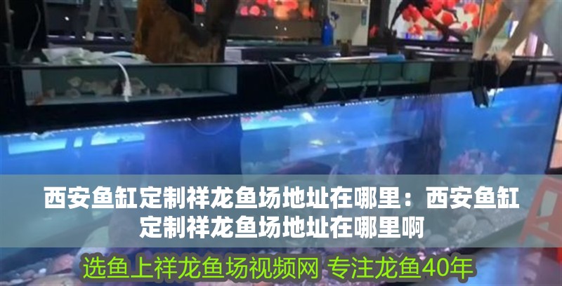 西安魚缸定制祥龍魚場地址在哪里：西安魚缸定制祥龍魚場地址在哪里啊
