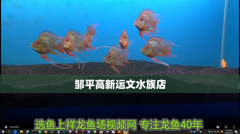 鄒平高新運(yùn)文水族店 鄒平高新運(yùn)文水族店 全國水族館企業(yè)名錄 第2張