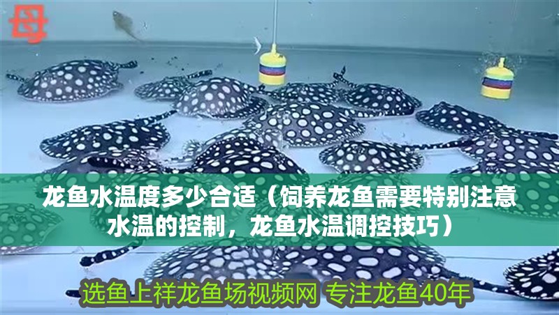 龍魚水溫度多少合適（飼養龍魚需要特別注意水溫的控制，龍魚水溫調控技巧）