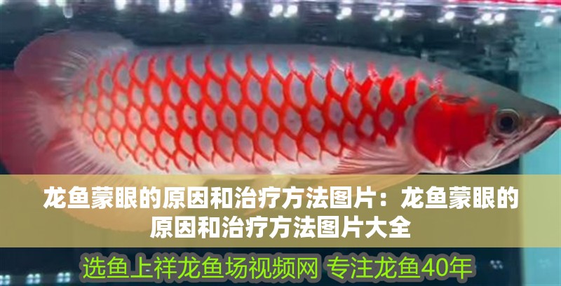 龍魚蒙眼的原因和治療方法圖片：龍魚蒙眼的原因和治療方法圖片大全