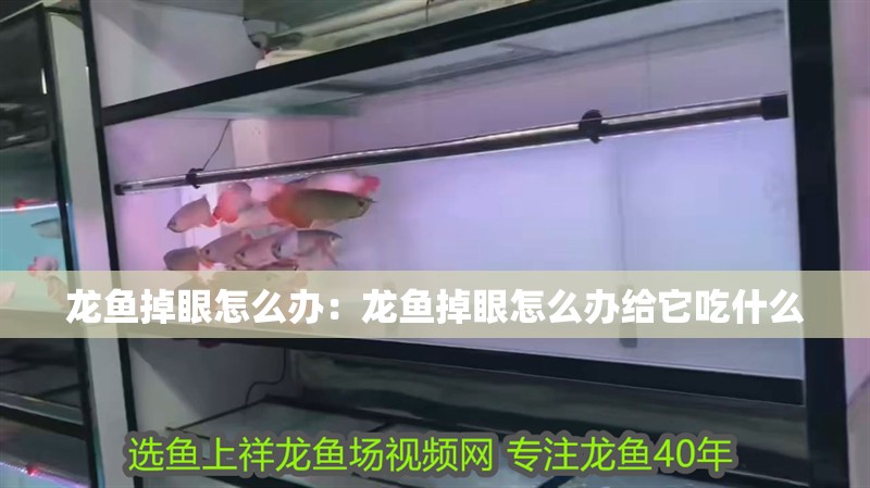 龍魚掉眼怎么辦：龍魚掉眼怎么辦給它吃什么