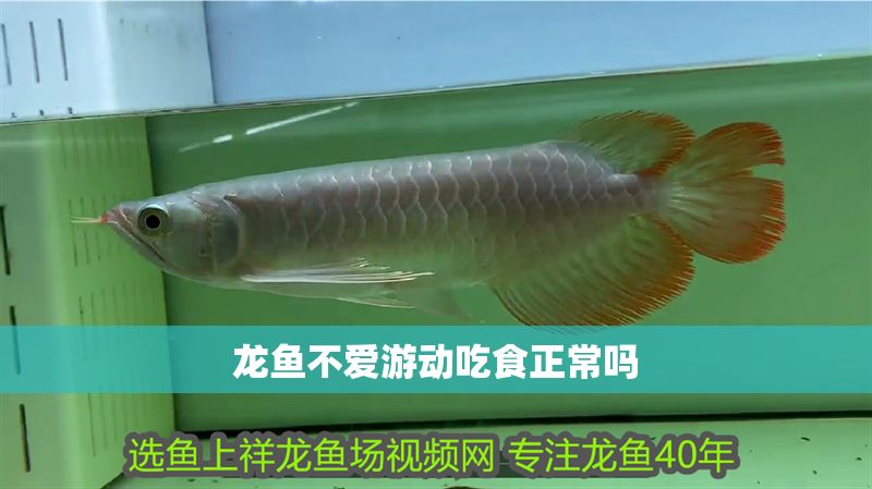 龍魚不愛游動(dòng)吃食正常嗎
