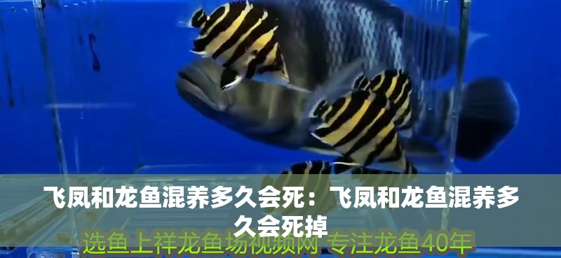 飛鳳和龍魚混養(yǎng)多久會(huì)死：飛鳳和龍魚混養(yǎng)多久會(huì)死掉