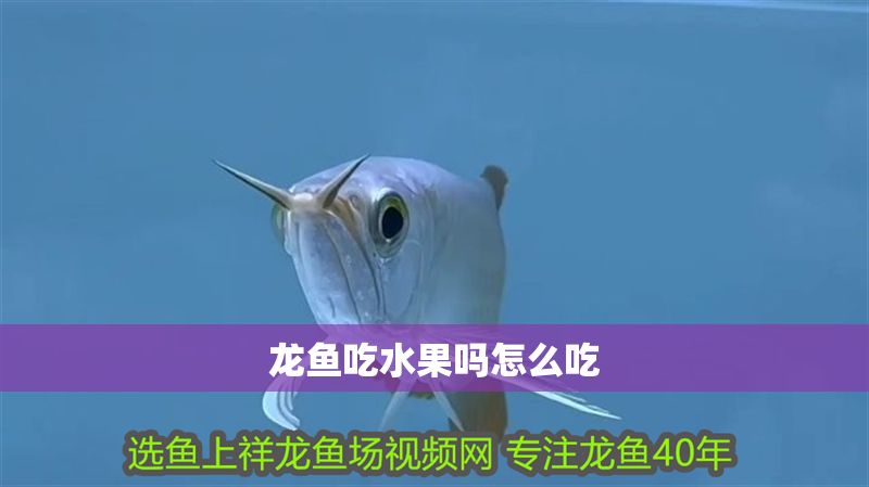 龍魚吃水果嗎怎么吃