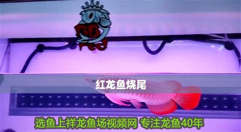 紅龍魚燒尾