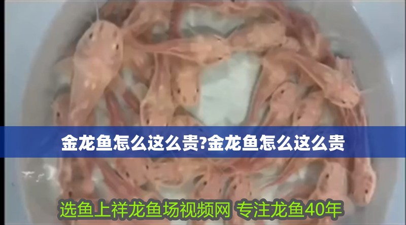 金龍魚怎么這么貴?金龍魚怎么這么貴