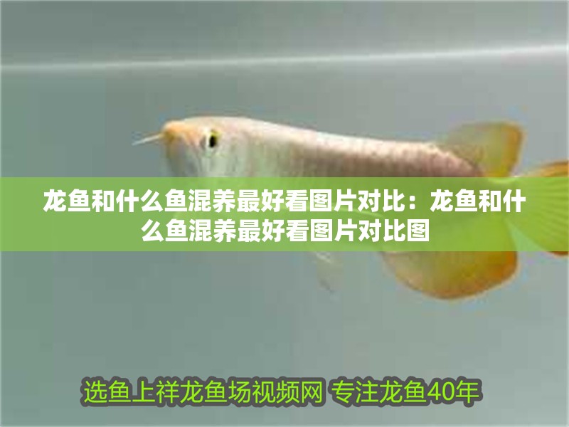 龍魚和什么魚混養(yǎng)最好看圖片對比：龍魚和什么魚混養(yǎng)最好看圖片對比圖