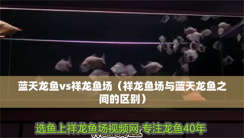 藍(lán)天龍魚vs祥龍魚場（祥龍魚場與藍(lán)天龍魚之間的區(qū)別）