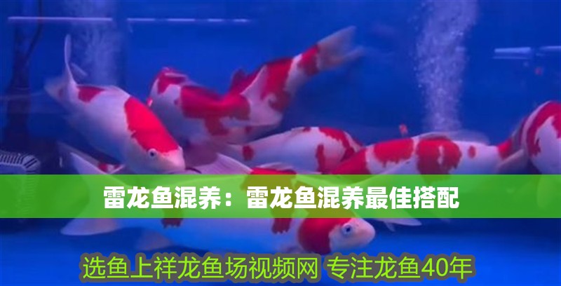 雷龍魚混養(yǎng)：雷龍魚混養(yǎng)最佳搭配