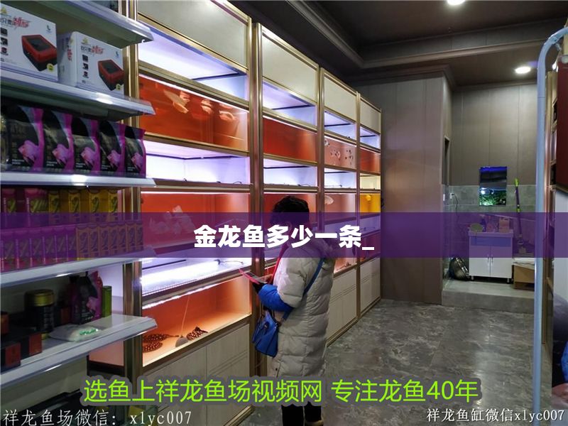 金龍魚多少一條_