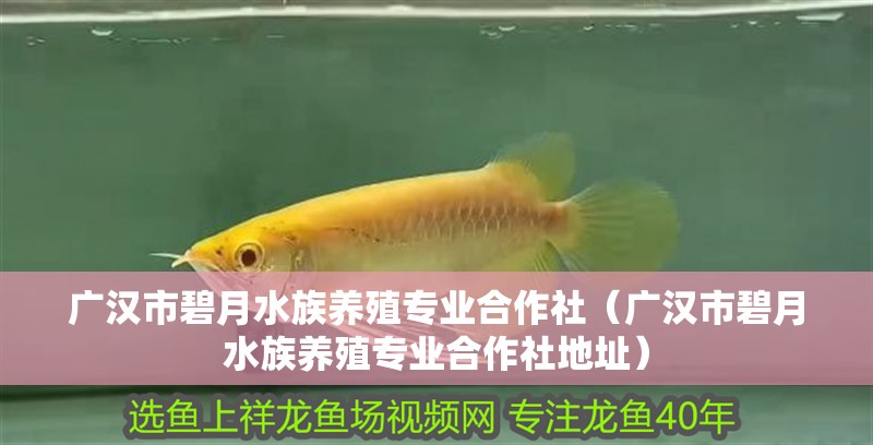 廣漢市碧月水族養(yǎng)殖專業(yè)合作社（廣漢市碧月水族養(yǎng)殖專業(yè)合作社地址）
