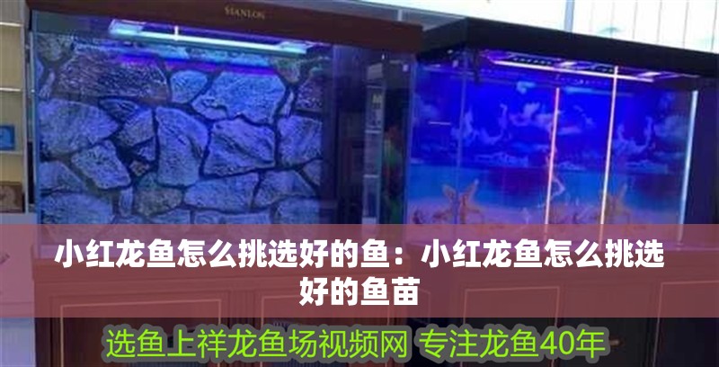 小紅龍魚怎么挑選好的魚：小紅龍魚怎么挑選好的魚苗