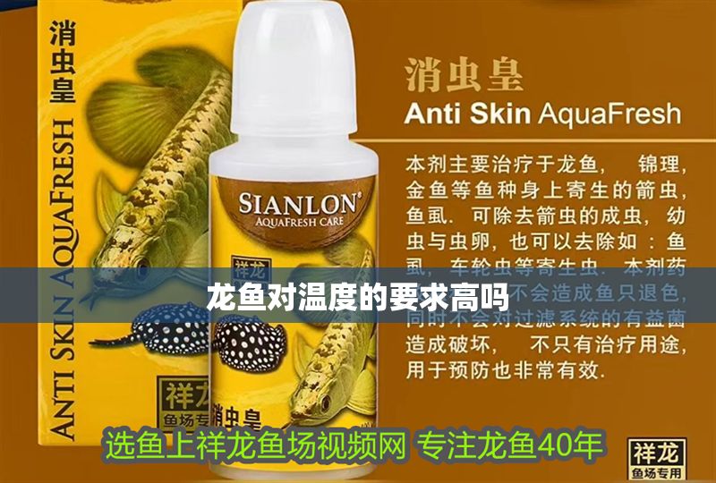 龍魚對溫度的要求高嗎