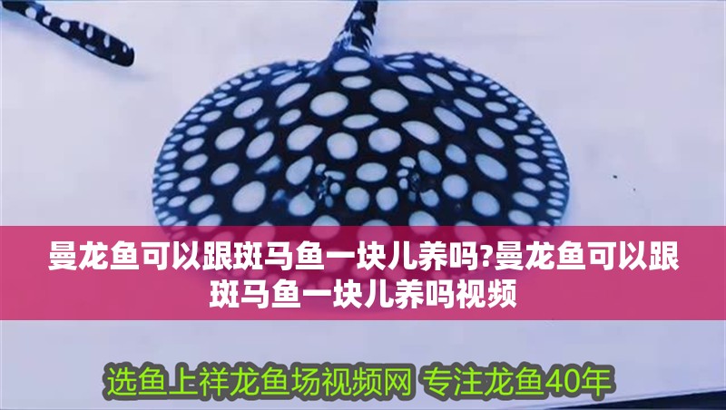 曼龍魚可以跟斑馬魚一塊兒養(yǎng)嗎?曼龍魚可以跟斑馬魚一塊兒養(yǎng)嗎視頻