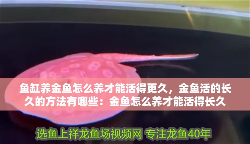 魚缸養金魚怎么養才能活得更久，金魚活的長久的方法有哪些：金魚怎么養才能活得長久