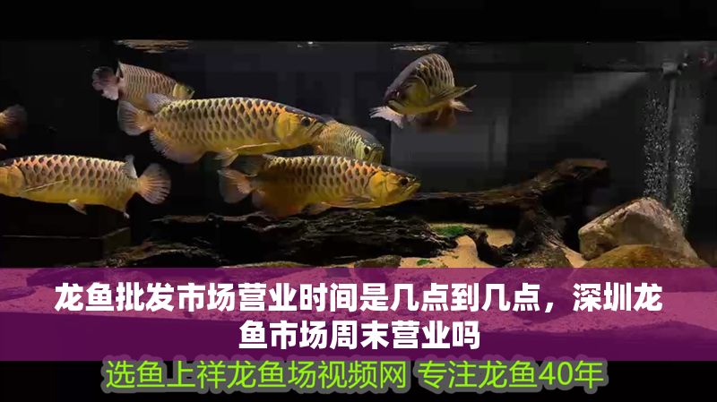 龍魚批發市場營業時間是幾點到幾點，深圳龍魚市場周末營業嗎