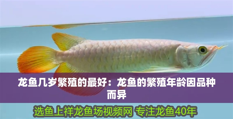 龍魚幾歲繁殖的最好：龍魚的繁殖年齡因品種而異