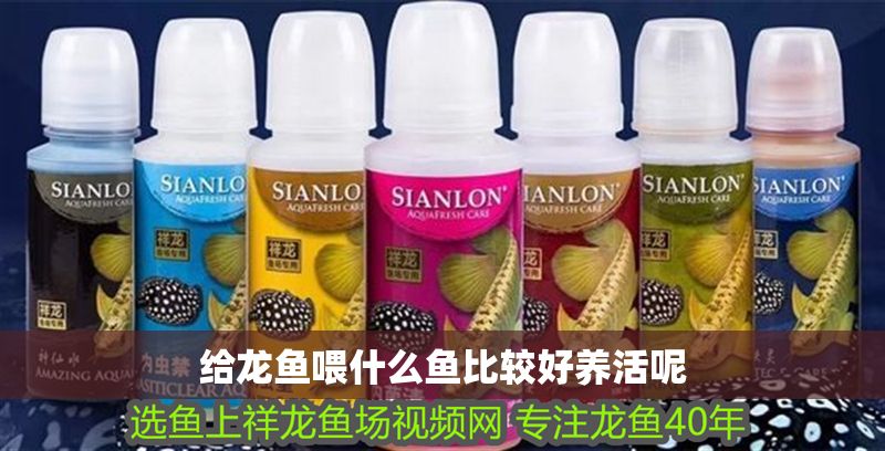 給龍魚喂什么魚比較好養活呢