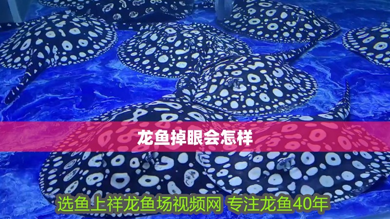 龍魚掉眼會怎樣