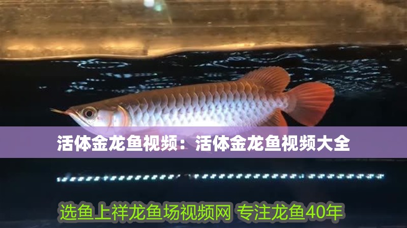 活體金龍魚(yú)視頻：活體金龍魚(yú)視頻大全