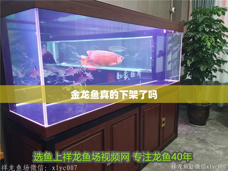 金龍魚真的下架了嗎 龍魚百科 第2張 金龍魚真的下架了嗎 金龍魚真的下架了嗎 龍魚百科 第2張