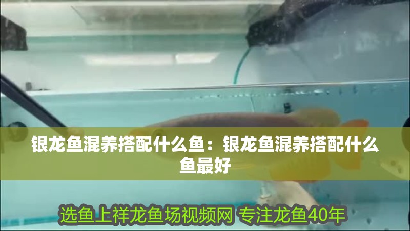 銀龍魚混養搭配什么魚：銀龍魚混養搭配什么魚最好
