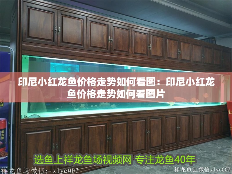 印尼小紅龍魚價格走勢如何看圖：印尼小紅龍魚價格走勢如何看圖片