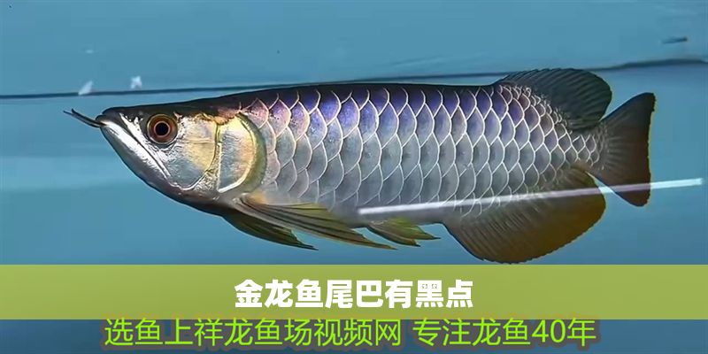金龍魚(yú)尾巴有黑點(diǎn)