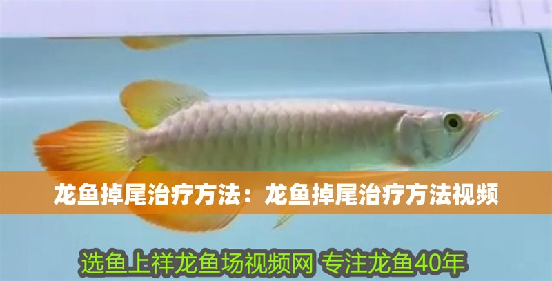 龍魚掉尾治療方法：龍魚掉尾治療方法視頻