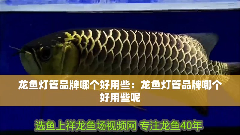 龍魚燈管品牌哪個好用些：龍魚燈管品牌哪個好用些呢