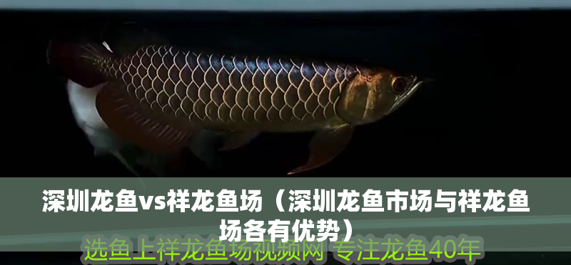 深圳龍魚vs祥龍魚場(深圳龍魚市場與祥龍魚場各有優勢)