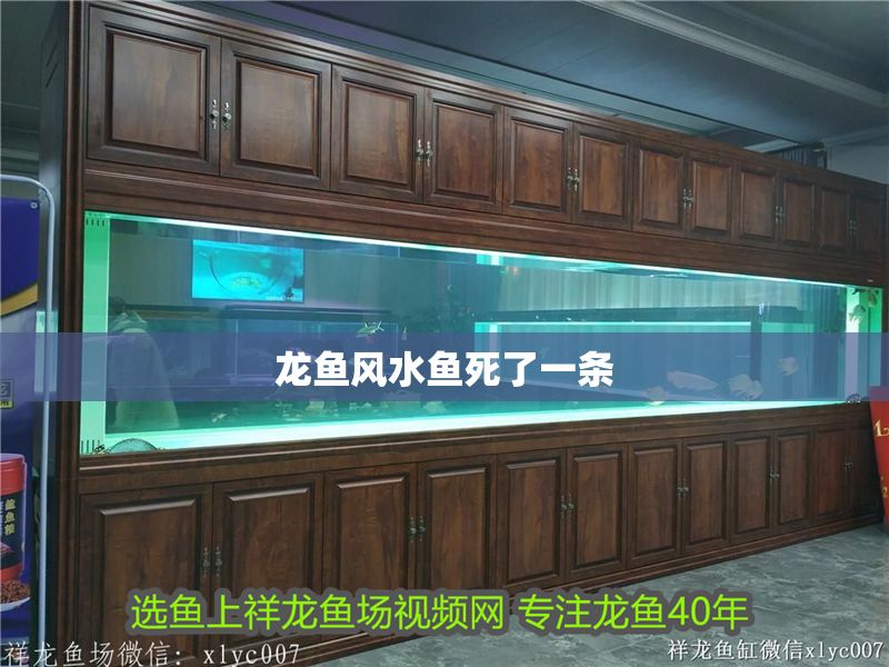 龍魚風水魚死了一條