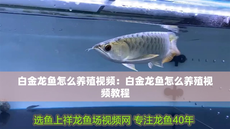 魟魚多大的缸好養：養魟魚需要考慮到魚缸的尺寸