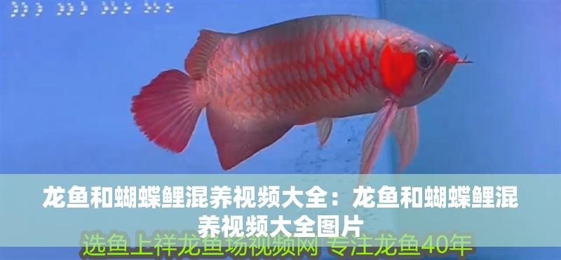 龍魚和蝴蝶鯉混養視頻大全：龍魚和蝴蝶鯉混養視頻大全圖片