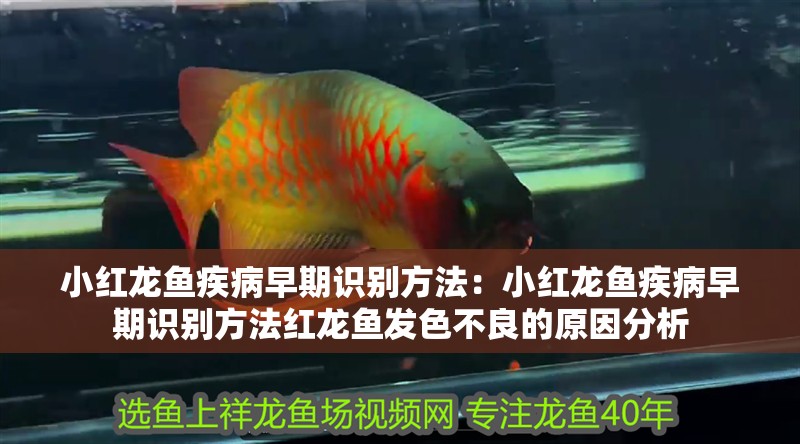小紅龍魚疾病早期識別方法：小紅龍魚疾病早期識別方法紅龍魚發色不良的原因分析 小紅龍魚疾病早期識別方法：小紅龍魚疾病早期識別方法紅龍魚發色不良的原因分析 龍魚百科