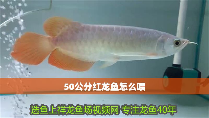 50公分紅龍魚怎么喂