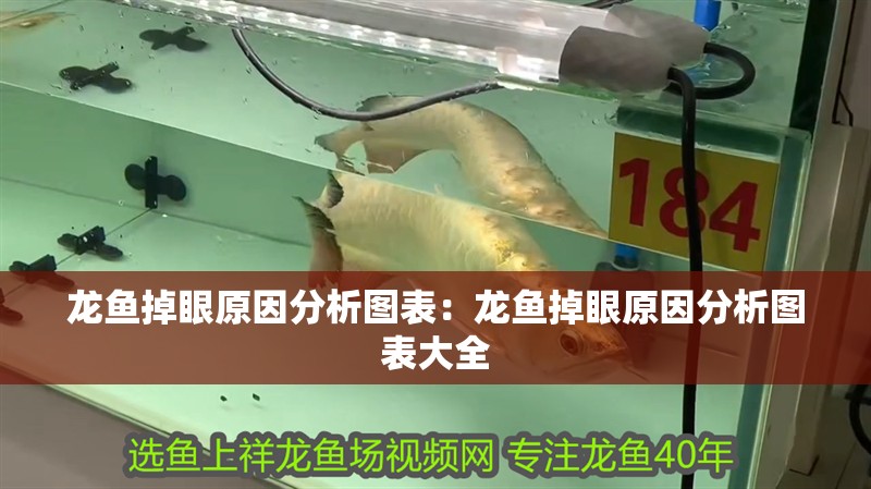 龍魚掉眼原因分析圖表：龍魚掉眼原因分析圖表大全