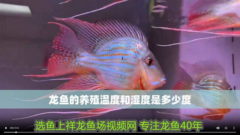 龍魚的養殖溫度和濕度是多少度