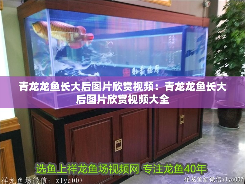 青龍龍魚長大后圖片欣賞視頻：青龍龍魚長大后圖片欣賞視頻大全