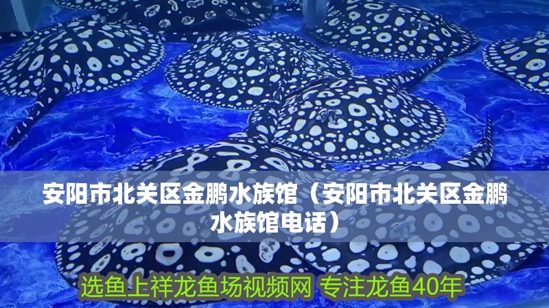安陽市北關區金鵬水族館（安陽市北關區金鵬水族館電話）